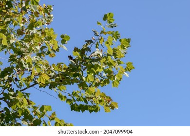 Branch Of American Sycamore Against Clear Blue Sky