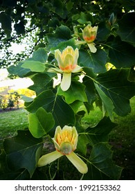 Branch of American tulip tree (Liriodendron tulipifera, tulipwood, tulip poplar, whitewood, fiddletree, or yellow-poplar) with several bright yellow and orange flowers and green leaves