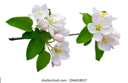 Branch of apple blossoms. The apple tree is in bloom. Close-up. Isolated on white background without shadow. Spring. nature in detail.