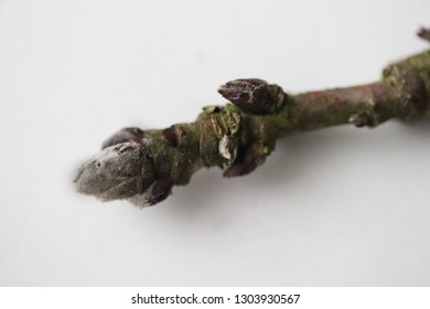 Branch Of Apple Tree With Buds Isolated On White . Silver Tip .  Apple Bud Stages .