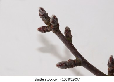 Branch Of Apple Tree With Buds Isolated On White . Silver Tip . Apple Bud Stages . Dormant .