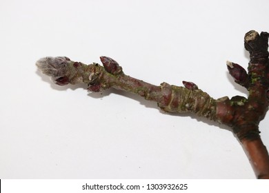 Branch Of Apple Tree With Buds Isolated On White . Silver Tip . Apple Bud Stages . Dormant .