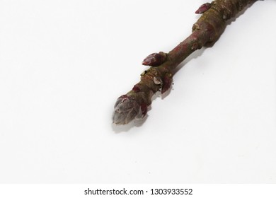 Branch Of Apple Tree With Buds Isolated On White . Silver Tip . Apple Bud Stages . Dormant .