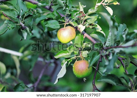 Similar – Foto Bild Little apples on a branch.