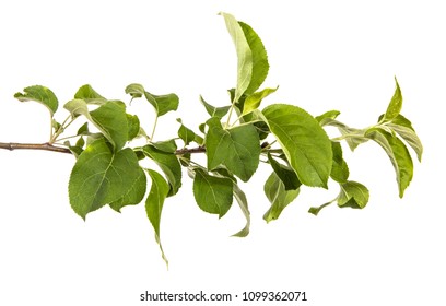branch of an apple tree with green leaves. Isolated on white background