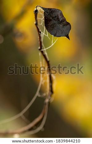 Similar – Image, Stock Photo evergreen Ivy Creeper Tree