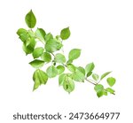 Branch of apple tree with young fresh green leaves isolated on white. Spring season