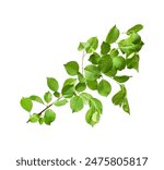 Branch of apple tree with young fresh green leaves isolated on white. Spring season