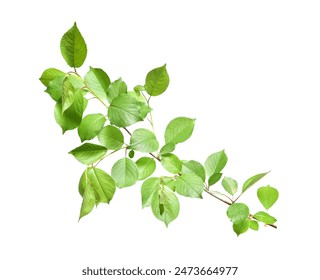 Branch of apple tree with young fresh green leaves isolated on white. Spring season - Powered by Shutterstock