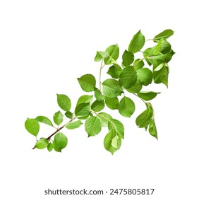 Branch of apple tree with young fresh green leaves isolated on white. Spring season - Powered by Shutterstock