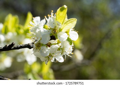 branch with appleblossom on appletree in spring - horizontal