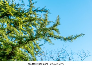 The Branch Of The Atlas Cedar.