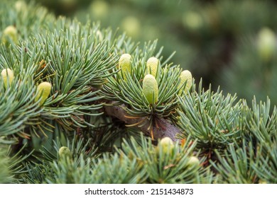 Branch of an Atlas cedar with needles and cones. Cedar Atlas Lat. Cedrus atlantica - large evergreen cedar tree. Another scientific name is Cedrus libani atlantica. Branch with pollen cones.