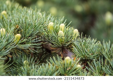 Branch of an Atlas cedar with needles and cones. Cedar Atlas Lat. Cedrus atlantica - large evergreen cedar tree. Another scientific name is Cedrus libani atlantica. Branch with pollen cones.