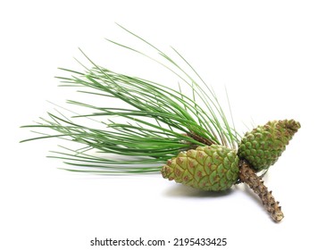 Branch Austrian pine cones with leaves, black pine, Pinus nigra, isolated on white  - Powered by Shutterstock