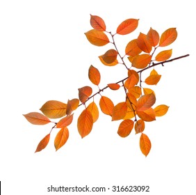 Branch Of Autumn Leaves (Cherry Plum) Isolated On A White Background.