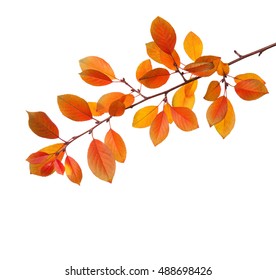 Branch Of Autumn Leaves (Cherry Plum) Isolated On A White Background.