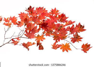 Branch Autumn Leaves Isolated On White Stock Photo 1375886246 