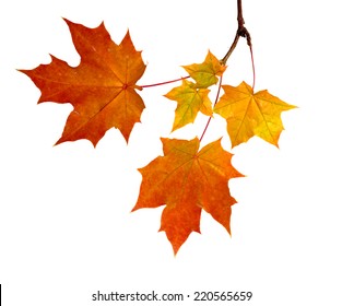 Branch Of Autumn Leaves  Isolated On White Background