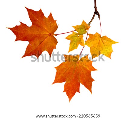 Branch Autumn Leaves Isolated On White Stock Photo (Edit Now) 220565659