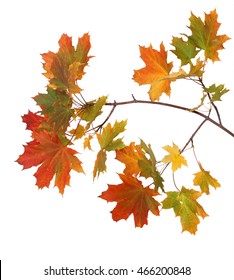 Branch Of Autumn Maple Leaves Isolated On White Background