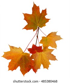 Branch Of Autumn Maple Leaves Isolated On White Background