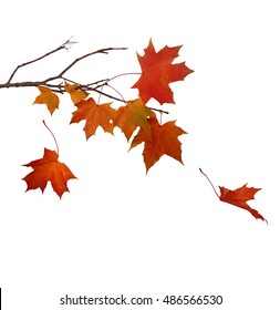 Branch Of Autumn Maple Leaves Isolated On White Background