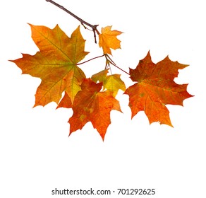 Branch Of Autumn Maple Leaves Isolated On White Background