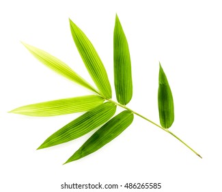 Branch of bamboo leaves isolated on white background. Botanical zen forest. Tropical spa decoration. Backdrop with copy space.