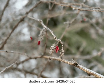 a branch of a barberry with red berries iced over after an icy rain during a thaw in winter during the onset of a cyclone. 