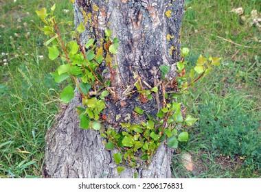 Branch Basal Shoots - The Twigs Grow Out Of The Tree Trunk