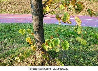 Branch Basal Shoots - The Twigs Grow Out Of The Tree Trunk Photo Taken In Early Fall