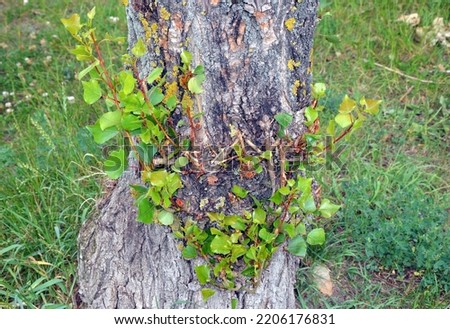 Branch basal shoots - the twigs grow out of the tree trunk