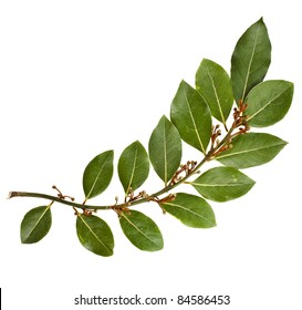 Branch Of Bay Laurel Leaves Isolated On White