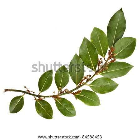 branch of bay laurel leaves isolated on white