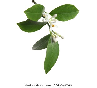 Branch Of Beautiful Citrus Flower Isolated On White