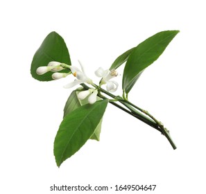 Branch Of Beautiful Citrus Flower Isolated On White