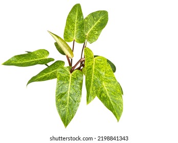Branch of beautiful leaves of Philodendron Painted Lady isolated on white background .