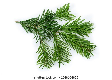 Zweig des schönen Nordmann-Weihnachtsbaumes. Grüne Kiefer, Fichtenzweig mit Nadeln. Einzeln auf weißem Hintergrund. Nahaufnahme der Draufsicht.