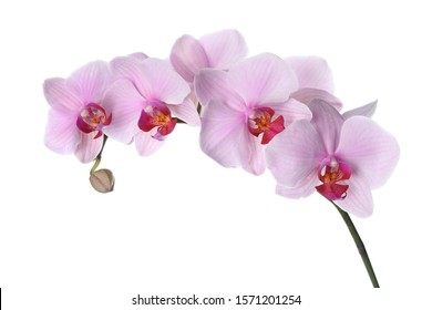 Branch of beautiful pink Phalaenopsis orchid isolated on white