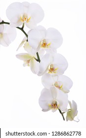 Branch with beautiful tropical orchid flowers on white background - Shutterstock ID 1286862778