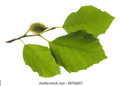 Branch And Beech Leaf Isolated Over White Background