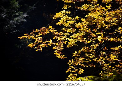 Branch of beech tree in autumn - Shutterstock ID 2116754357