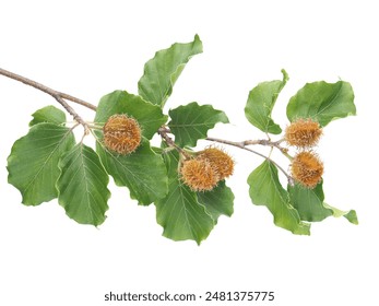 Branch of beech tree with nuts and green leaves isolated on white, Fagus sylvatica
