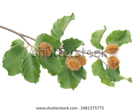 Branch of beech tree with nuts and green leaves isolated on white, Fagus sylvatica