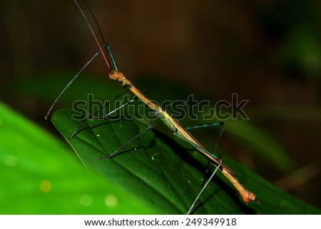Branch beetle on leaf
