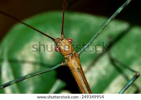 Branch beetle on leaf