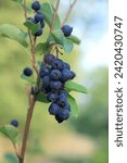 Branch with berries of Amelanchier alnifolia called Smoky Saskatoon, Pacific serviceberry, western serviceberry or dwarf shadbush. Sweet blue Saskatoon berries ripening on bush branches.
