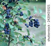 Branch with berries of Amelanchier alnifolia called Smoky Saskatoon, Pacific serviceberry, western serviceberry or dwarf shadbush. Sweet blue Saskatoon berries ripening on bush branches.