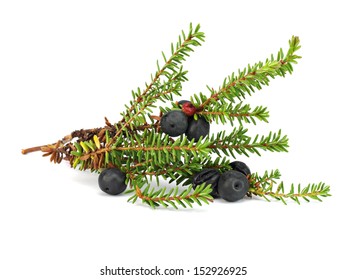 Branch with berries of Black Crowberry - Empetrum nigrum on a white background